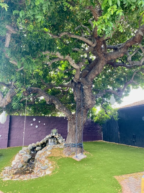 The pepper tree that inspired the business name