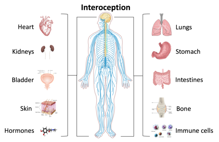 interoception for athletes