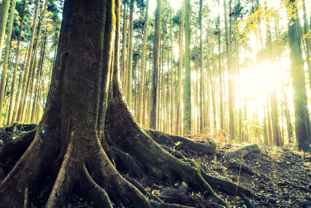 Group of trees with connected roots